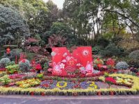 花卉、灯笼、中国节……来看杨浦各大公园浓浓年味