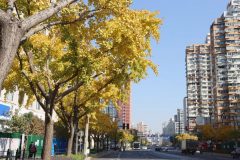 四平路“金光大道”开启预览，即将迎来最美模式