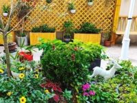 昭化东路199弄打造了一个“迷你版”的绿色植物生态园
