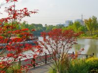 在钢筋水泥间“种”出了一片“绿肺”，松江九科绿洲从绿地成为产城融合新地标