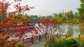在钢筋水泥间“种”出了一片“绿肺”，松江九科绿洲从绿地成为产城融合新地标