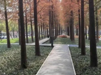 闵行新增一座水杉特色公园，已建成开放！