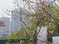 “花”丽变身中！上海（国际）花展将首次“落地”徐汇滨江