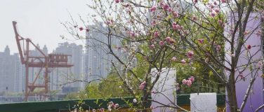 “花”丽变身中！上海（国际）花展将首次“落地”徐汇滨江