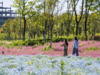 快来滴水湖畔看花！上海（国际）花展临港主会场开幕