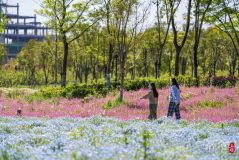 快来滴水湖畔看花！上海（国际）花展临港主会场开幕