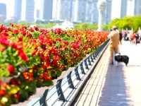 长三角花卉新优品种齐聚上海，走上大街小巷“性价比”是关键